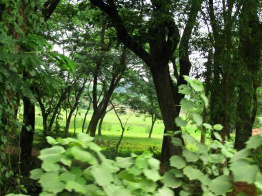 Parlak yeşil moringa yaprakları, doğal ışık altında tropikal ağaçlarla çevrili olarak detaylıca ele geçirildi. Bu dingin ve organik görüntü eko-arkadaşlığı, doğanın güzelliğini ve tropikal bahçe kavramlarını somutlaştırıyor..
