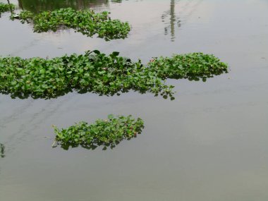 Nehrin sakin yüzeyinde yüzen canlı bir su kümesi. Sümbül yeşili bitkiler. Bitkiler solmuş yapraklarla sağlıklı yeşil yapraklar sergiliyor, gelişmekte olan su ekosistemini vurguluyorlar..
