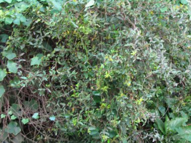 Parlak yeşil moringa yaprakları, doğal ışık altında tropikal ağaçlarla çevrili olarak detaylıca ele geçirildi. Bu dingin ve organik görüntü eko-arkadaşlığı, doğanın güzelliğini ve tropikal bahçe kavramlarını somutlaştırıyor..