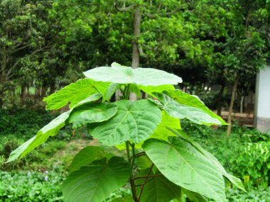Parlak yeşil moringa yaprakları, doğal ışık altında tropikal ağaçlarla çevrili olarak detaylıca ele geçirildi. Bu dingin ve organik görüntü eko-arkadaşlığı, doğanın güzelliğini ve tropikal bahçe kavramlarını somutlaştırıyor..