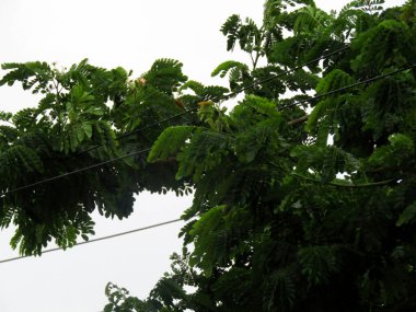 Parlak yeşil yapraklar, doğal ışık altında tropikal ağaçlarla çevrili olarak detaylıca ele geçirildi. Bu dingin ve organik görüntü eko-arkadaşlığı, doğanın güzelliğini ve tropikal bahçe kavramlarını somutlaştırıyor..