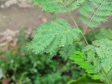 Parlak yeşil moringa yaprakları, doğal ışık altında tropikal ağaçlarla çevrili olarak detaylıca ele geçirildi. Bu dingin ve organik görüntü eko-arkadaşlığı, doğanın güzelliğini ve tropikal bahçe kavramlarını somutlaştırıyor..