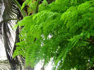 Parlak yeşil moringa yaprakları, doğal ışık altında tropikal ağaçlarla çevrili olarak detaylıca ele geçirildi. Bu dingin ve organik görüntü eko-arkadaşlığı, doğanın güzelliğini ve tropikal bahçe kavramlarını somutlaştırıyor..