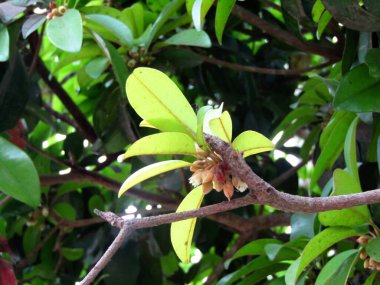 Parlak yeşil moringa yaprakları, doğal ışık altında tropikal ağaçlarla çevrili olarak detaylıca ele geçirildi. Bu dingin ve organik görüntü eko-arkadaşlığı, doğanın güzelliğini ve tropikal bahçe kavramlarını somutlaştırıyor..