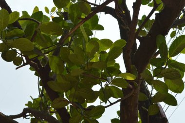 Yapraklı ve yeşil ağaçlı...