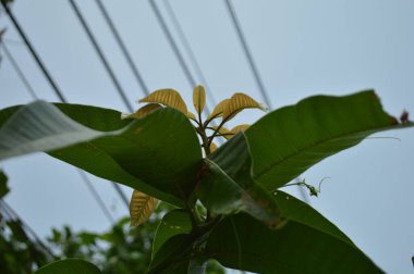 Yeşil bir yaprağa yaklaş