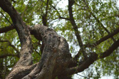 eski ağaç dokusu arkaplanı, eski tarz