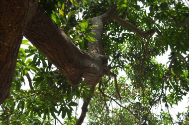 Yeşil yapraklar, doğal bitki örtüsü.