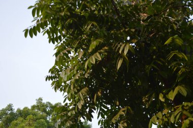 Büyük tropik yeşil ağaç, mavi gökyüzüne karşı çeşitli ağaçların dalları. Mavi gökyüzüne karşı yeşil yapraklar, doğanın manzarası,