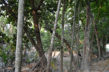 Büyük tropik yeşil ağaç, mavi gökyüzüne karşı çeşitli ağaçların dalları. Mavi gökyüzüne karşı yeşil yapraklar, doğanın manzarası,