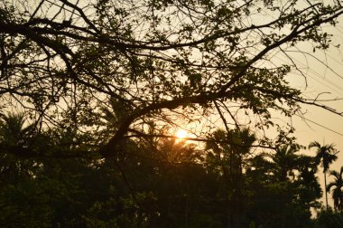 Büyük tropik yeşil ağaç, mavi gökyüzüne karşı çeşitli ağaçların dalları. Mavi gökyüzüne karşı yeşil yapraklar, doğanın manzarası,