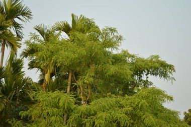 Büyük tropik yeşil ağaç, mavi gökyüzüne karşı çeşitli ağaçların dalları. Mavi gökyüzüne karşı yeşil yapraklar, doğanın manzarası,