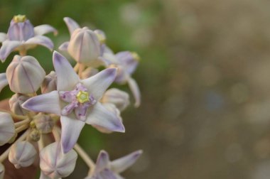 Güzel botanik fotoğrafı, doğal duvar kağıdı.
