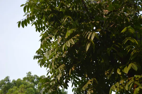 Büyük tropik yeşil ağaç, mavi gökyüzüne karşı çeşitli ağaçların dalları. Mavi gökyüzüne karşı yeşil yapraklar, doğanın manzarası,