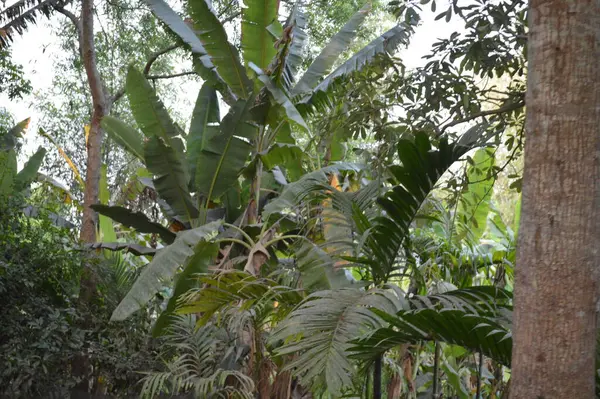 Büyük tropik yeşil ağaç, mavi gökyüzüne karşı çeşitli ağaçların dalları. Mavi gökyüzüne karşı yeşil yapraklar, doğanın manzarası,