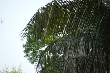 Büyük tropik yeşil ağaç, mavi gökyüzüne karşı çeşitli ağaçların dalları. Mavi gökyüzüne karşı yeşil yapraklar, doğanın manzarası,