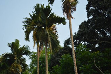 Mavi gökyüzüne karşı tropik büyük yeşil ağaç dalları. Mavi gökyüzüne karşı yeşil yapraklar, doğanın manzarası.,