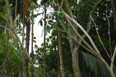 Büyük tropik yeşil ağaç, mavi gökyüzüne karşı çeşitli ağaçların dalları. Mavi gökyüzüne karşı yeşil yapraklar, doğanın manzarası,