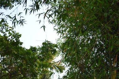 Büyük tropik yeşil ağaç, mavi gökyüzüne karşı çeşitli ağaçların dalları. Mavi gökyüzüne karşı yeşil yapraklar, doğanın manzarası,