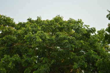 Büyük tropik yeşil ağaç, mavi gökyüzüne karşı çeşitli ağaçların dalları. Mavi gökyüzüne karşı yeşil yapraklar, doğanın manzarası,