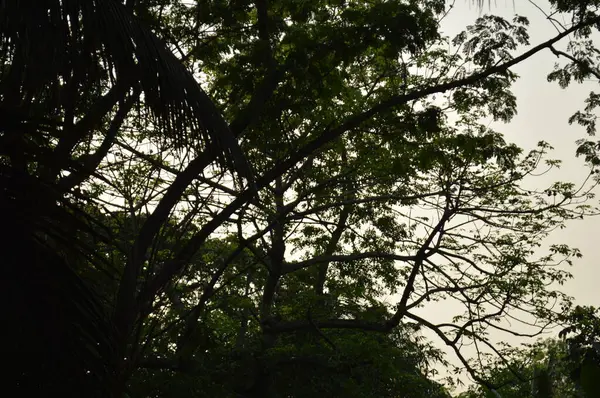 Büyük tropik yeşil ağaç, mavi gökyüzüne karşı çeşitli ağaçların dalları. Mavi gökyüzüne karşı yeşil yapraklar, doğanın manzarası,