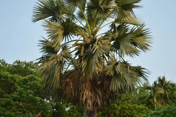 Büyük tropik yeşil ağaç, mavi gökyüzüne karşı çeşitli ağaçların dalları. Mavi gökyüzüne karşı yeşil yapraklar, doğanın manzarası,