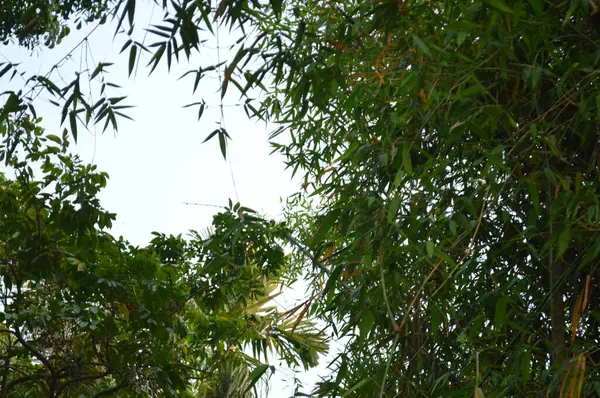 Büyük tropik yeşil ağaç, mavi gökyüzüne karşı çeşitli ağaçların dalları. Mavi gökyüzüne karşı yeşil yapraklar, doğanın manzarası,