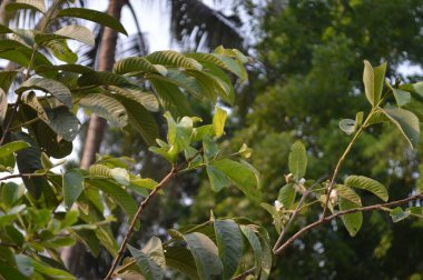 Büyük tropik yeşil ağaç, mavi gökyüzüne karşı çeşitli ağaçların dalları. Mavi gökyüzüne karşı yeşil yapraklar, doğanın manzarası,