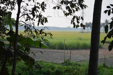 Köyde çeşitli ağaçlar var. Çeşitli ağaç türleriyle dolu verimli kırsal alan