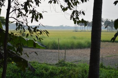 Bir çeltik tarlasının ve Bangladeş 'in kırsal kesiminin yakın plan fotoğrafı. Bangladeş kırsalında pirinç tarlası