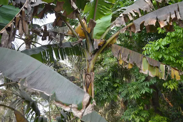 Parlak yeşil yapraklar, doğal ışık altında tropikal ağaçlarla çevrili olarak ayrıntılı bir şekilde yakalanır. Bu dingin ve organik görüntü eko-arkadaşlığı, doğanın güzelliğini ve tropikal bahçe kavramlarını somutlaştırıyor..