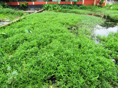 Bahçedeki yeşil bitkiler