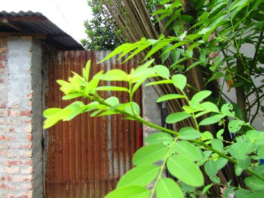 Sıcak doğal ışıkla aydınlatılmış taze yeşil yaprakların canlı yakın çekimi. Bu görüntü büyümeyi, gençleşmeyi ve doğanın saflığını somutlaştırarak, onu eko ve refahla ilgili projeler için mükemmel hale getirir..