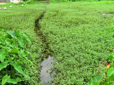 Bahçede yeşil yaprak