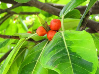 Sıcak doğal ışıkla aydınlatılmış taze yeşil yaprakların canlı yakın çekimi. Bu görüntü büyümeyi, gençleşmeyi ve doğanın saflığını somutlaştırarak, onu eko ve refahla ilgili projeler için mükemmel hale getirir..