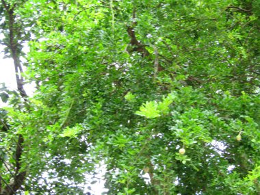 Büyük tropik yeşil ağaç, mavi gökyüzüne karşı çeşitli ağaçların dalları. Mavi gökyüzüne karşı yeşil yapraklar, doğanın manzarası,