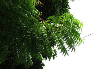 Büyük tropik yeşil ağaç, mavi gökyüzüne karşı çeşitli ağaçların dalları. Mavi gökyüzüne karşı yeşil yapraklar, doğanın manzarası,