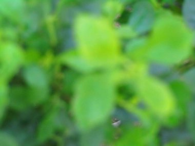 Sıcak doğal ışıkla aydınlatılmış taze yeşil yaprakların canlı yakın çekimi. Bu görüntü büyümeyi, gençleşmeyi ve doğanın saflığını somutlaştırarak, onu eko ve refahla ilgili projeler için mükemmel hale getirir..