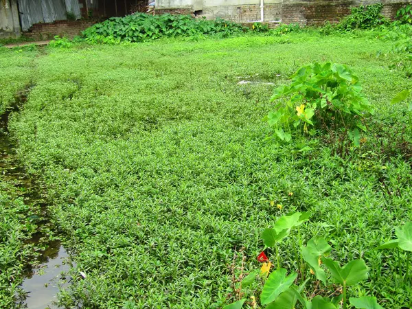 Bahçedeki yeşil çimenler