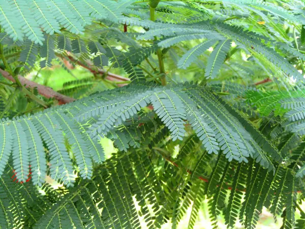 Sıcak doğal ışıkla aydınlatılmış taze yeşil yaprakların canlı yakın çekimi. Bu görüntü büyümeyi, gençleşmeyi ve doğanın saflığını somutlaştırarak, onu eko ve refahla ilgili projeler için mükemmel hale getirir..