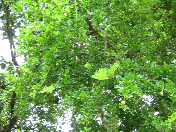 Büyük tropik yeşil ağaç, mavi gökyüzüne karşı çeşitli ağaçların dalları. Mavi gökyüzüne karşı yeşil yapraklar, doğanın manzarası,