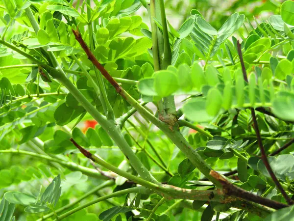 Tropik yeşil ağaç, mavi gökyüzüne karşı çeşitli ağaçların dalları. Mavi gökyüzüne karşı yeşil yapraklar, doğanın manzarası,