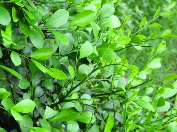 Sıcak doğal ışıkla aydınlatılmış taze yeşil yaprakların canlı yakın çekimi. Bu görüntü büyümeyi, gençleşmeyi ve doğanın saflığını somutlaştırarak, onu eko ve refahla ilgili projeler için mükemmel hale getirir..