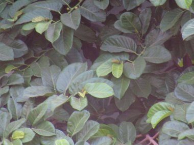 Bahçede yeşil yapraklar