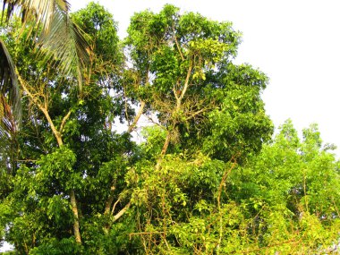 Bahçedeki yeşil yapraklar ve ağaçlar