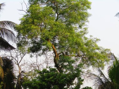 Parktaki yeşil ağaç