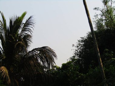 Parktaki palmiye ağaçları