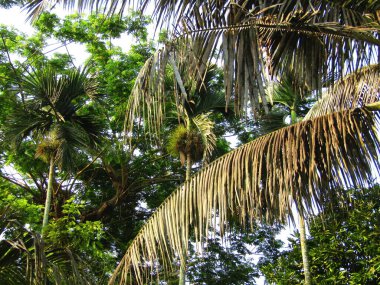 Bahçedeki palmiye ağacı