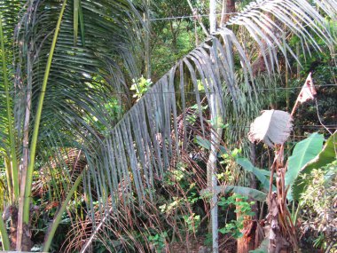 Parktaki palmiye ağacı