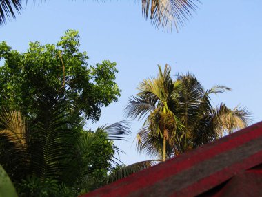 palmiye yaprakları park